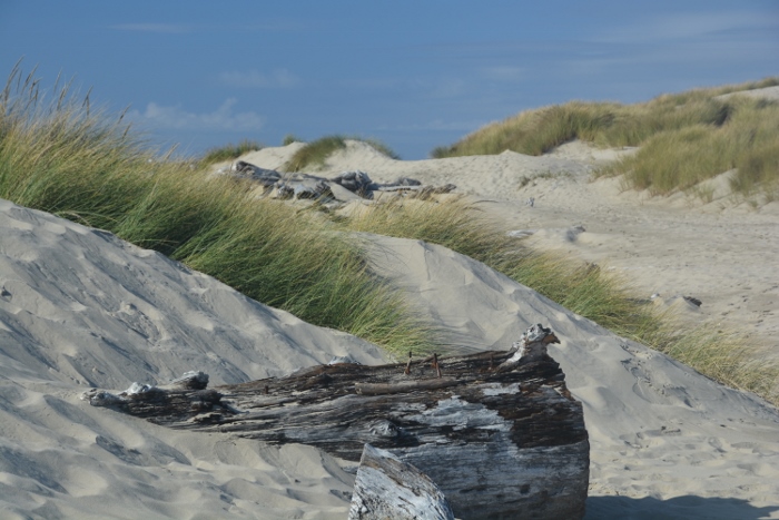 beach driftwood